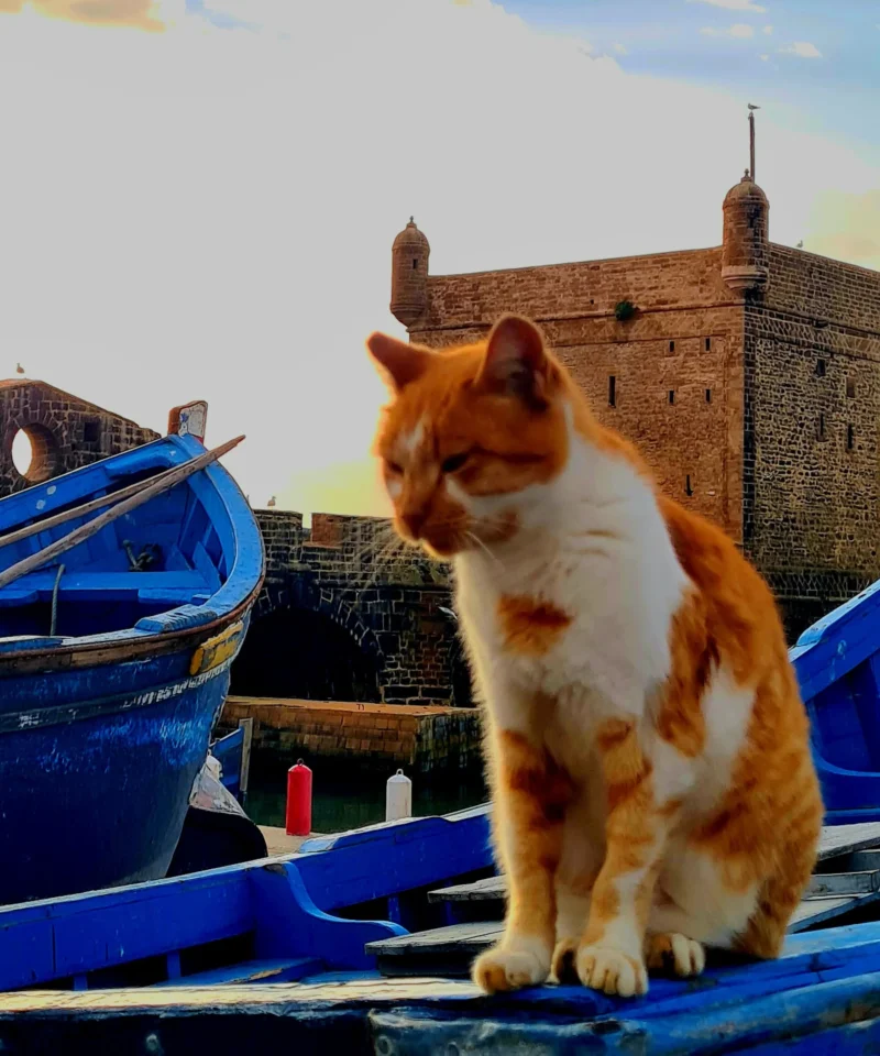 Essaouira city day trip